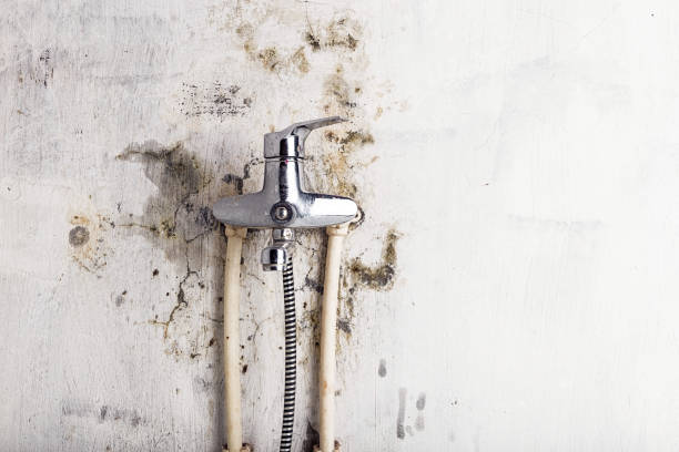 Best Fast Mold Removal  in Gettysburg, SD