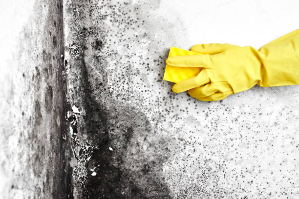 Best Affordable Mold Removal  in Gettysburg, SD
