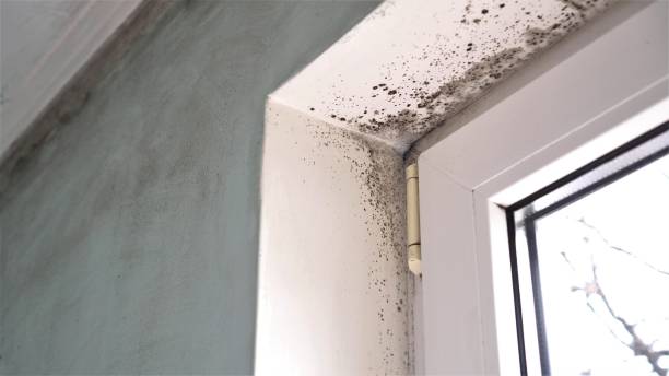 Best Black Mold Removal  in Gettysburg, SD
