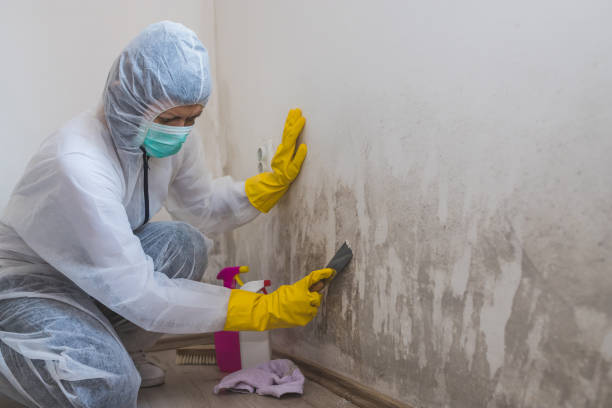 Best Certified Mold Removal  in Gettysburg, SD