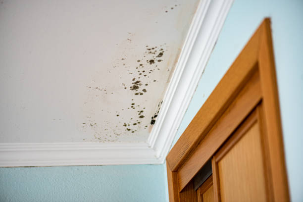 Best Commercial Mold Removal  in Gettysburg, SD